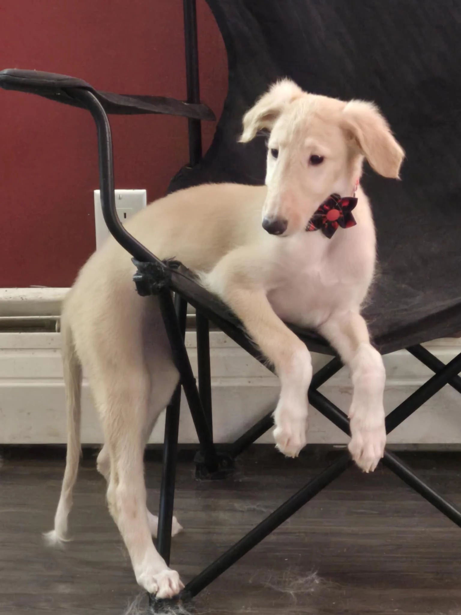 Ana chez son éleveur 2